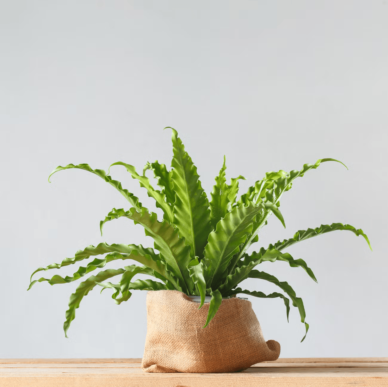 houseplant-asplenium-nidus-in-sack-pot-royalty-free-image-1686933214-1766721460.png