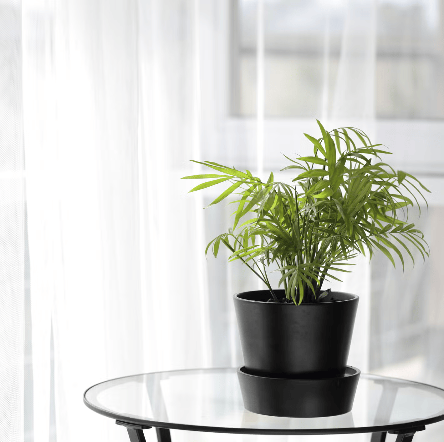 houseplant-on-a-table-in-home-interior-against-a-royalty-free-image-1686935586-1766721460.png