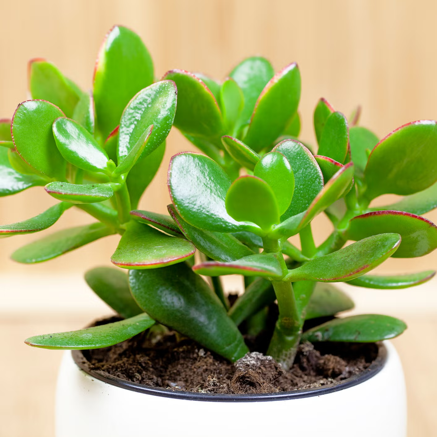 jade-plant-lucky-plant-money-plant-or-money-tree-royalty-free-image-1686935892-1766721460.png