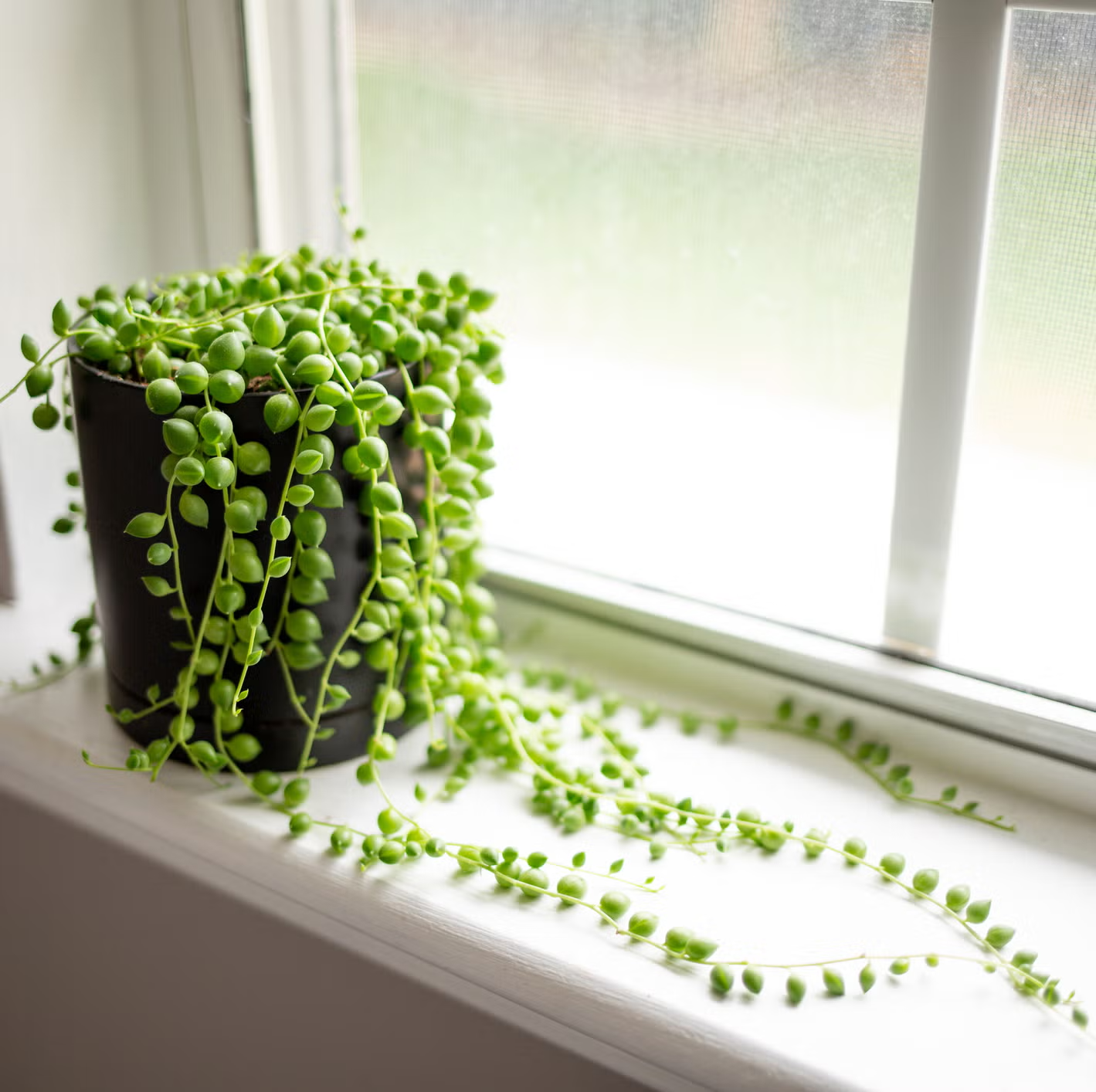 string-of-pearls-plant-royalty-free-image-1686935641-1766724061.png