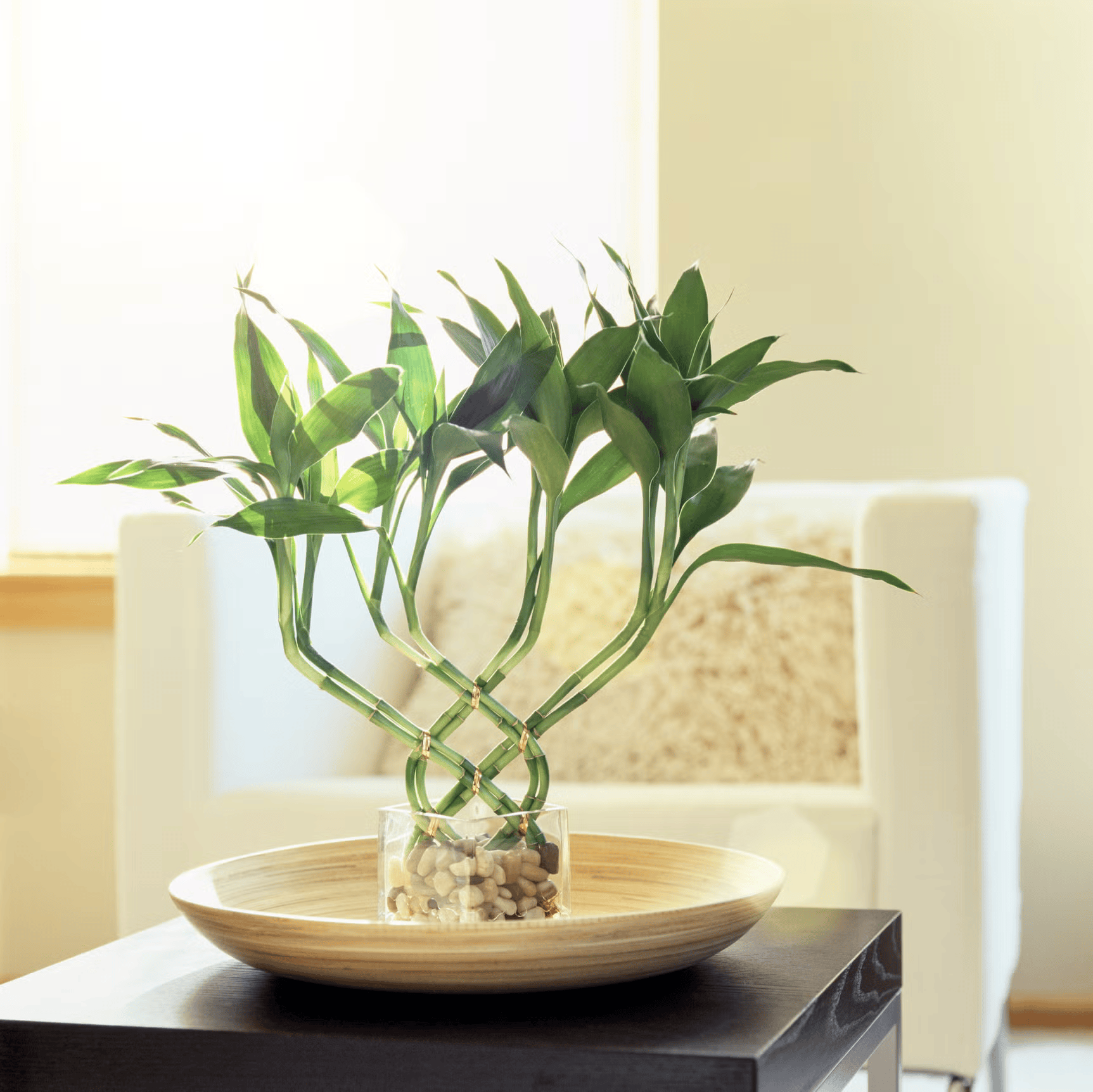 window-light-shining-on-lucky-bamboo-houseplant-in-royalty-free-image-1686934566-1766721460.png