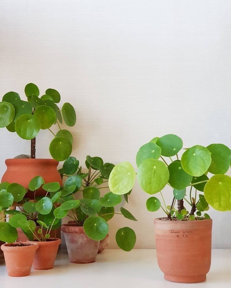 co-guong-pilea-peperomioides-1767157160.jpg