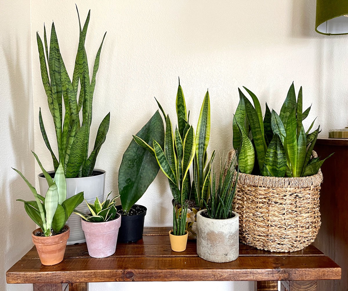 a-photo-of-a-various-plants-including-snake-plant-at-the-corner-of-the-wall-1769589591.jpg
