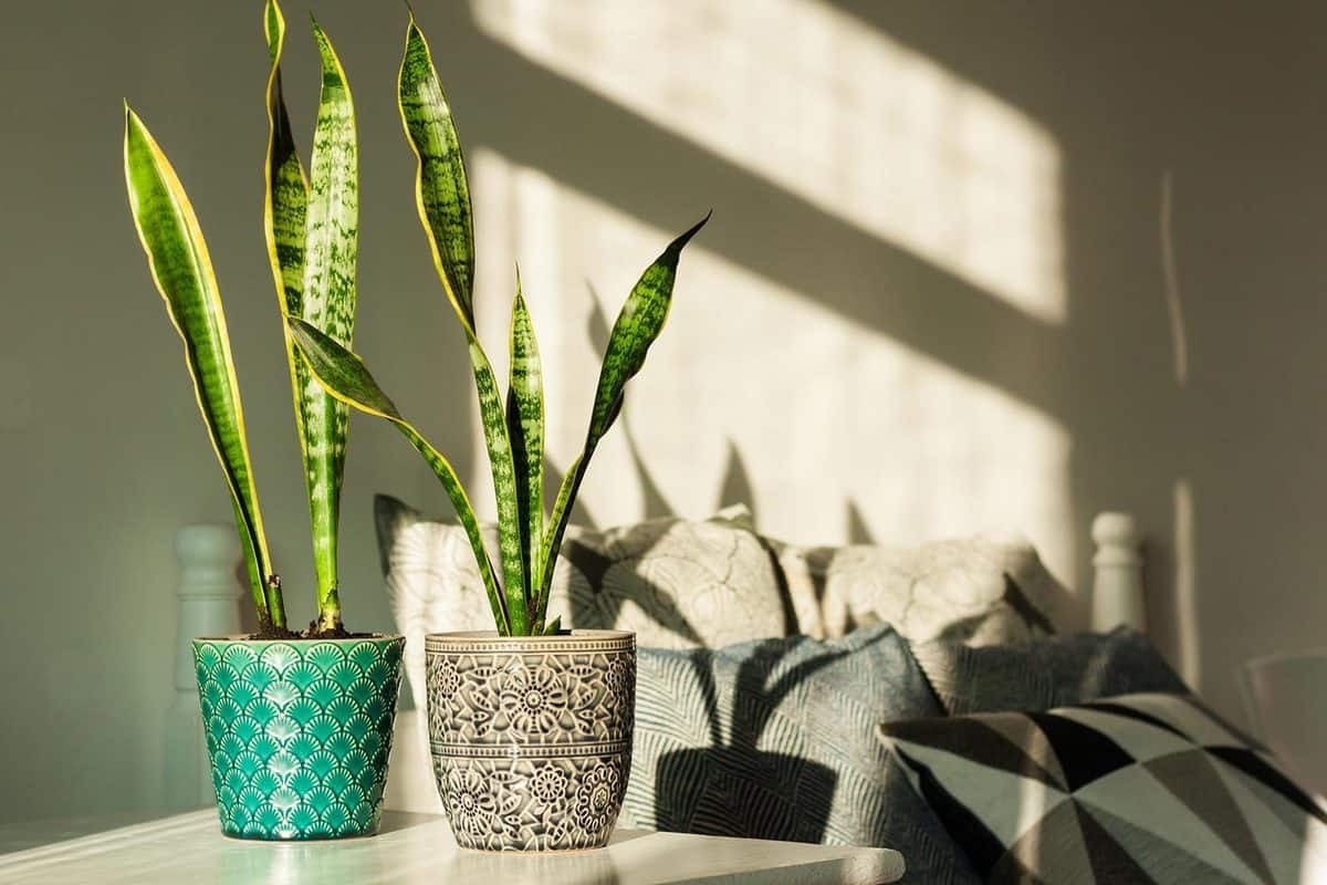 sansevieria-snake-plant-in-ceramic-pots-on-a-white-table-1769589585.jpg