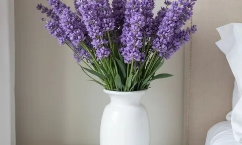 12 loại cây lý tưởng để phòng ngủ luôn dễ chịu và xanh mát