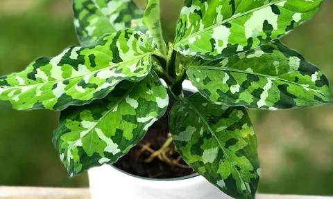 3 loại cây cảnh đột biến mang lại cảm giác hài hòa cho không gian sống