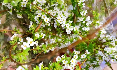 Mẹo dưỡng hoa tuyết mai nở đẹp, tươi lâu suốt ngày Tết