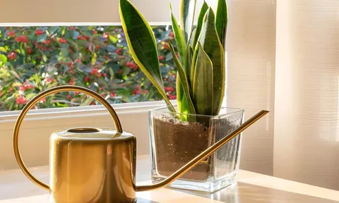 Cây lưỡi hổ nên đặt ở vị trí nào trong nhà?