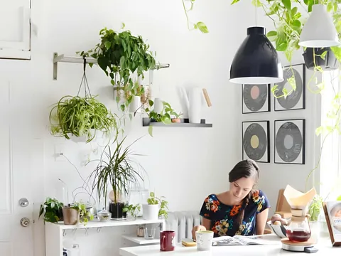 Chọn cây cảnh phù hợp để gian bếp luôn tươi mát