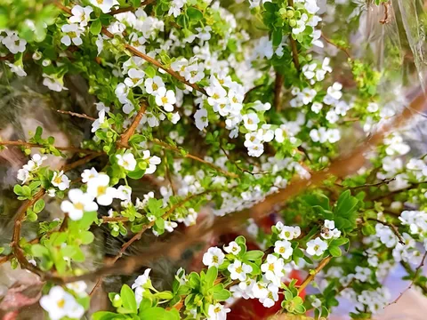 Mẹo dưỡng hoa tuyết mai nở đẹp, tươi lâu suốt ngày Tết